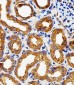 PLAUR Antibody (C-term)